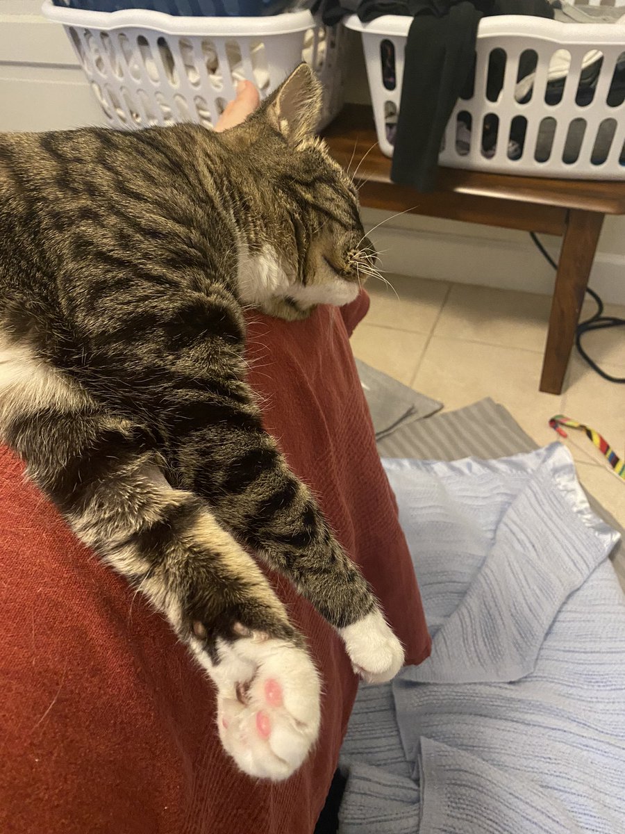 Kat Volk tweet media