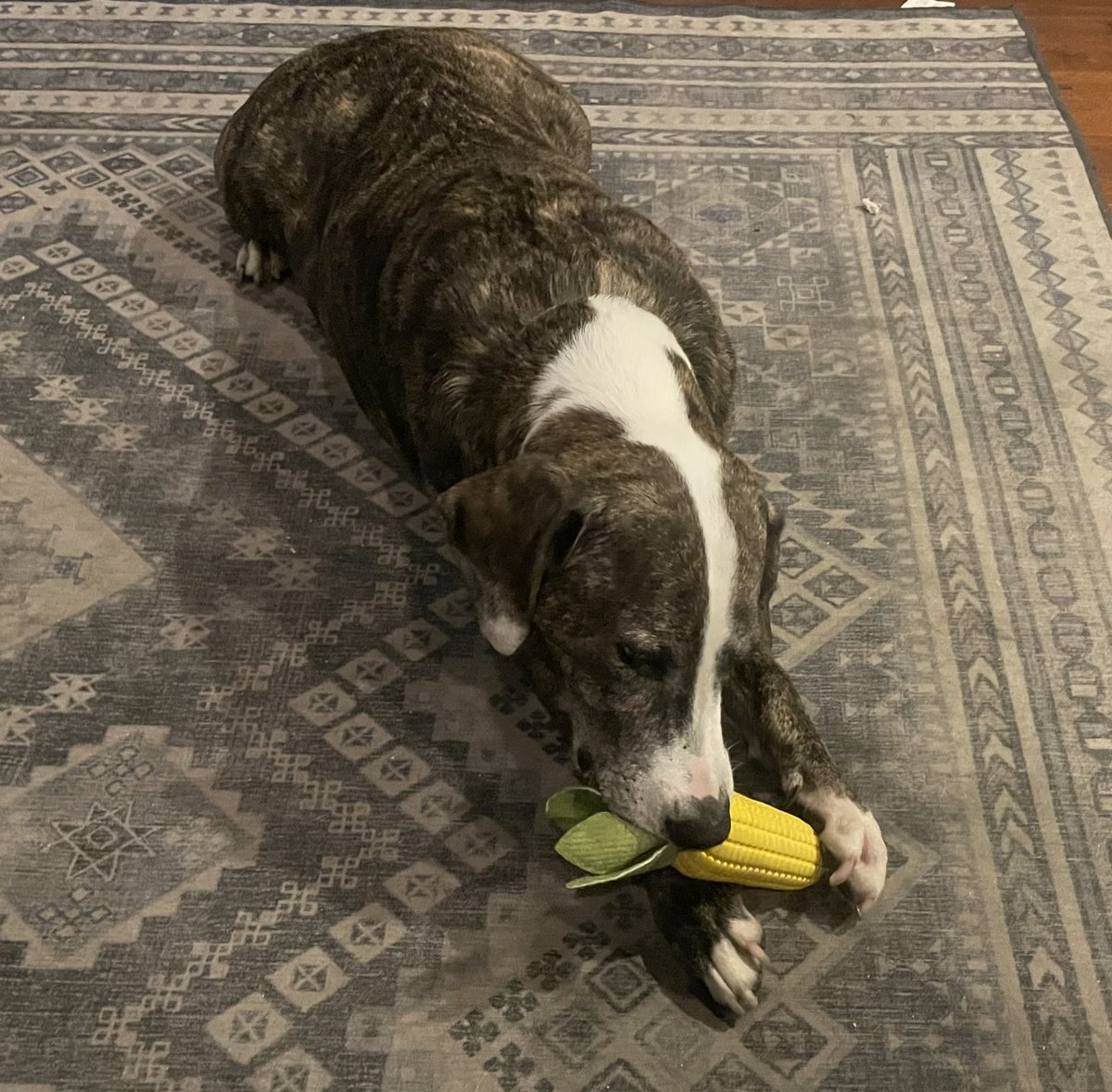 saragoldrickrab's tweet photo. My boy likes to corncob his toys, so we got him a corn cob!
#WarrenBaderHarris #pitties #rescuedog https://t.co/INypMbqLoO