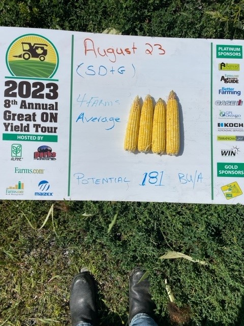 Average for 4 farms corn samples Eastern Ontario Crop Tour SD&amp;G County #onyield23 #GreenfieldGlobal