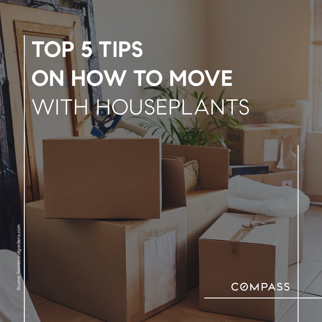 GagliardoRA's tweet image. Turning a new leaf: 🌱 Mastering the art of moving with houseplants! 🏡💚 From pot to place, these tips are your ultimate guide to keeping our leafy pals happy on the move. 🌿

#gagliardogroup #compasschicago  #GreenJourney #PlantLover #NewLeafNewHome