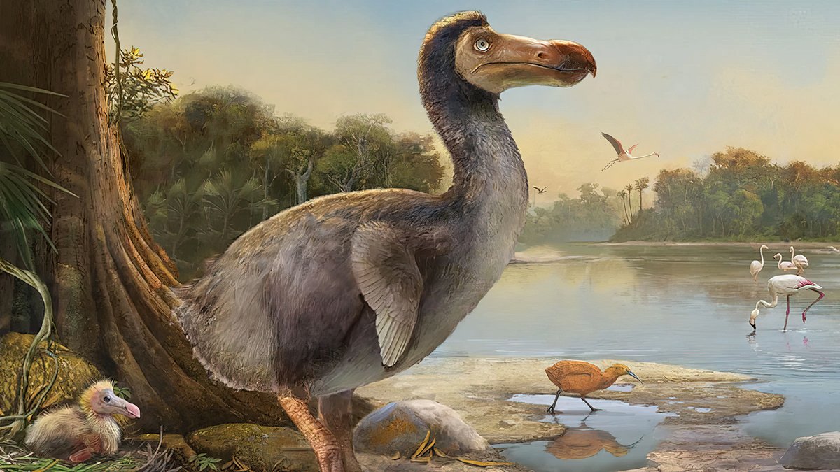 Kairo_Anatomika's tweet photo. Dodos are giant flightless pigeons.... that's hard to believe until you look at normal baby pigeons and realize that Dodos are just scaled up pigeon chicks that retained their baby body proportions into adulthood. https://t.co/ck2e69HTMo
