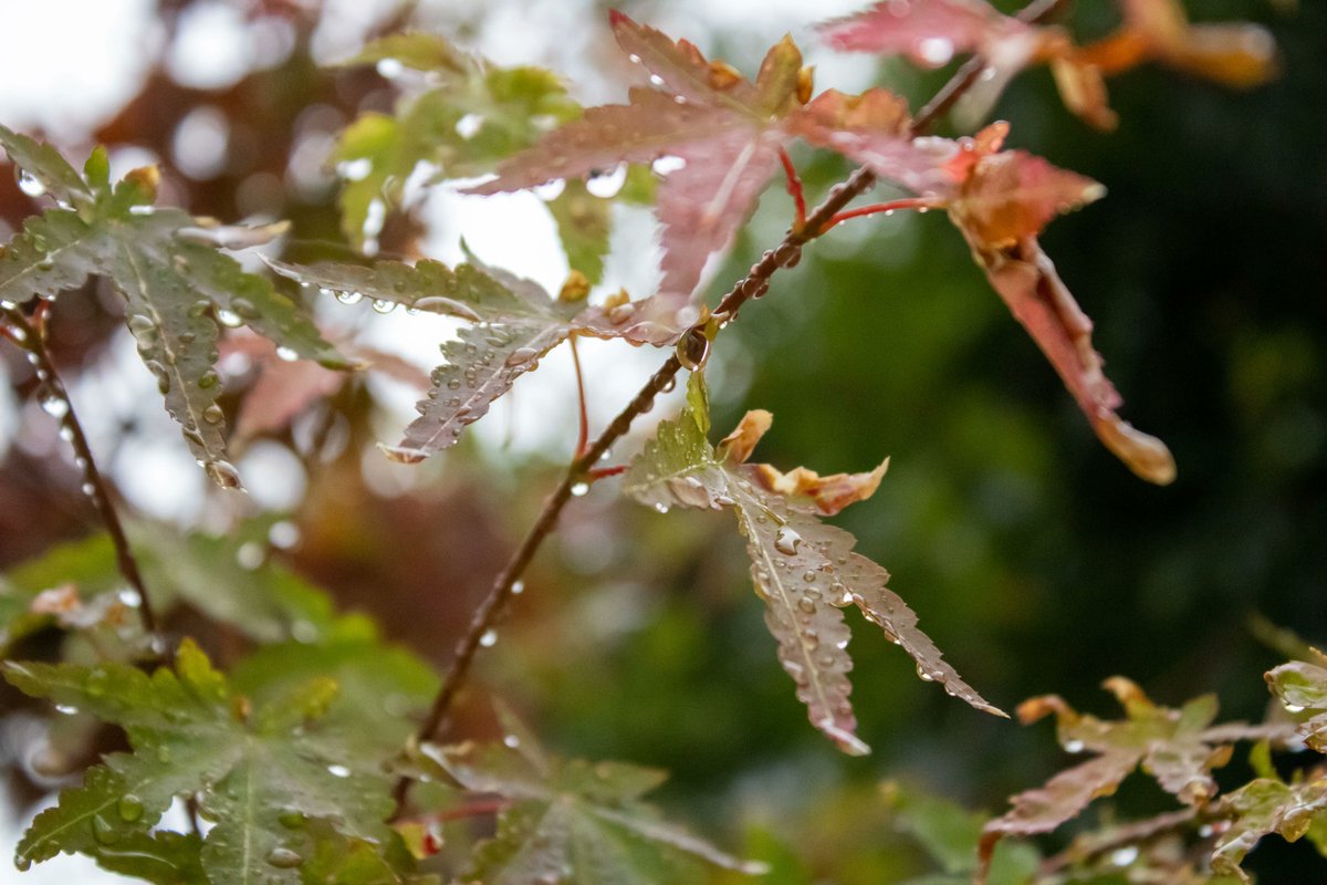 bokeido's tweet photo. 22/11/23
岡山市
Okayama, Japan https://t.co/17rILWzLtH