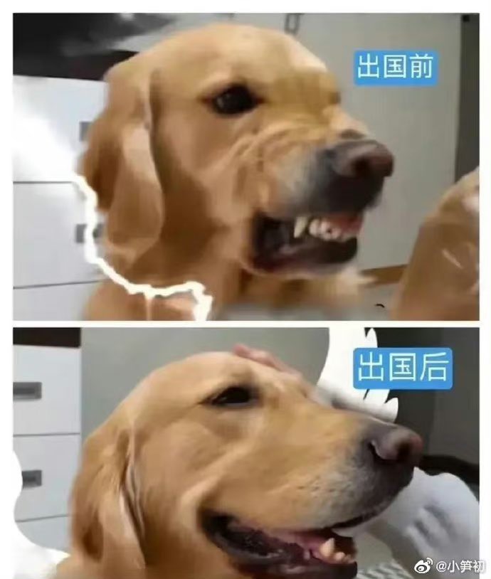🇨🇳 大牛🇨🇳 tweet media