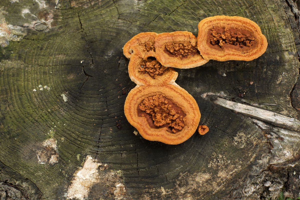 mntblubird's tweet photo. I took down this pine tree a couple of years ago, and it pained me to do it. This summer the orange fungi showed up. I love the hues. Todays evening rain was a good time to take a photo... I love the rings on the old pine. #fujifilm #fujixt1 #xt1 #fujixlovers #oldpine https://t.co/3NEmSY5Ef8