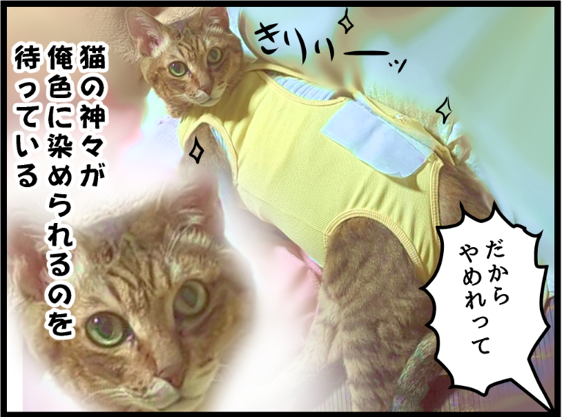 ミュウくんはどんどん輝くのか!? covovoy.blog.jpからまだ未公開の最新話を読むことができます!    #ニャンコ #まんが #猫 #猫あるある #猫漫画 #ペット #飼い主 #エッセイ漫画 #キャット #猫のいる暮らし