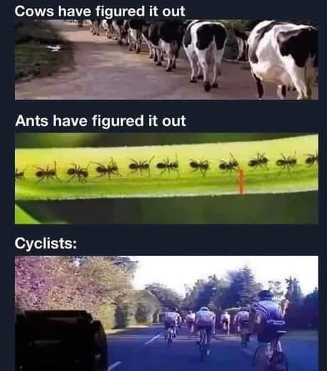 DespicableMeme1's tweet photo. https://t.co/hjPx4SEkmQ