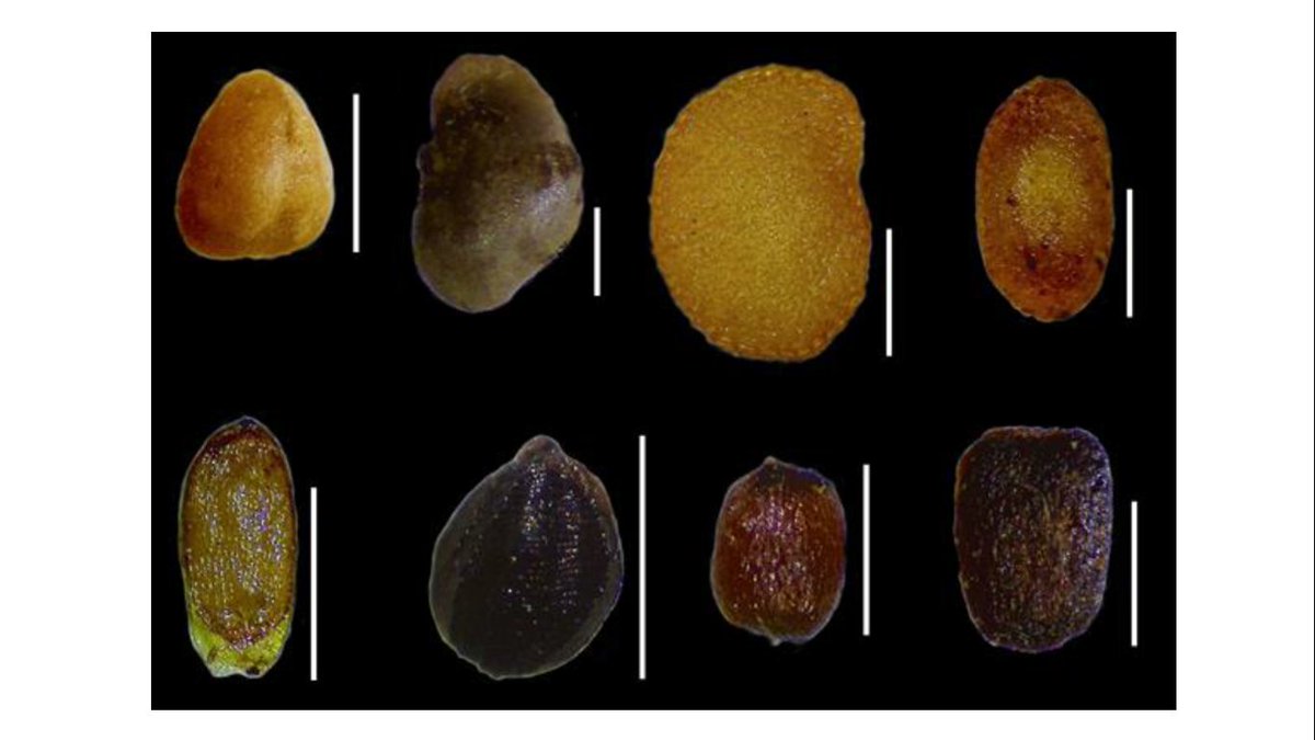 Juan J. Pellón 🦇 tweet media