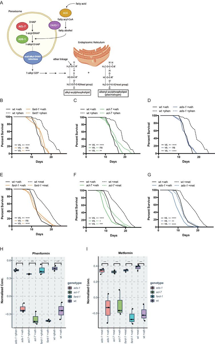 Agingdoc🩺Dr David Barzilai🔔MD PhD MS MBA DipABLM tweet media