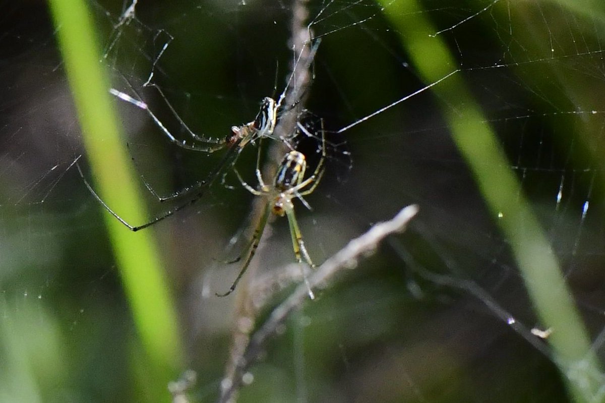 riverguy47's tweet image. Not sure what is happening here but I appreciate their sharing a web😅