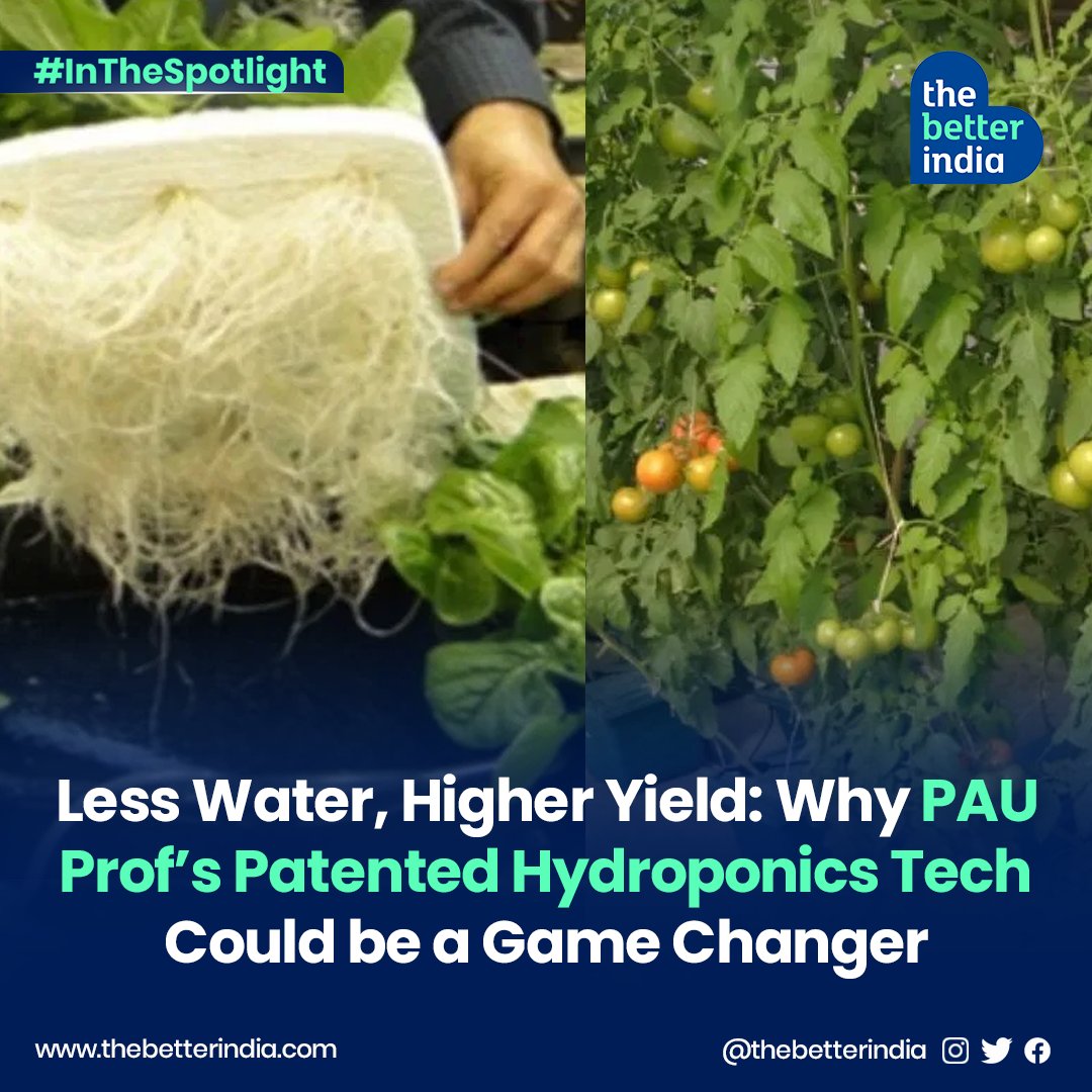 thebetterindia's tweet photo. “With seed money of Rs 5,00,000 from the university, I started my research on developing the technology. We developed a small greenhouse with a capacity of 250 plants.
#HydroponicsTechnology #punjab #hydroponics #farming #gamechanger https://t.co/5X1psLy63Y