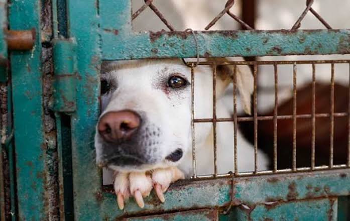 Gente por la Defensa Animal (GEPDA) tweet media