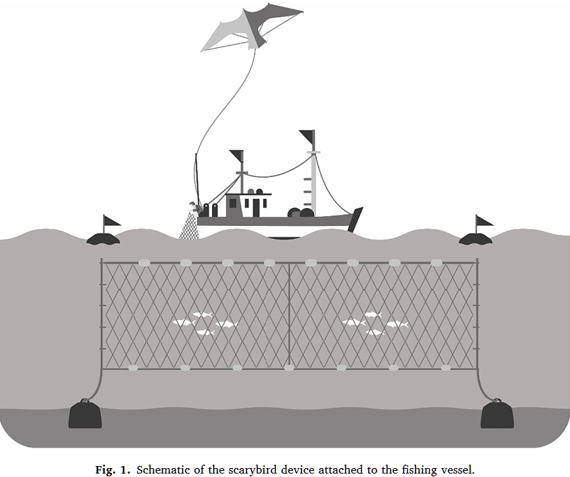 BMIS_bycatch's tweet photo. #decoys Scarybird reduced #seabird #bycatch bottom #gillnets Potential for other gear with surface interactions?  Almeida et al 2023 @BirdLifeMarine https://t.co/xtRSZuWqQ9 https://t.co/V7VwmcqcEW