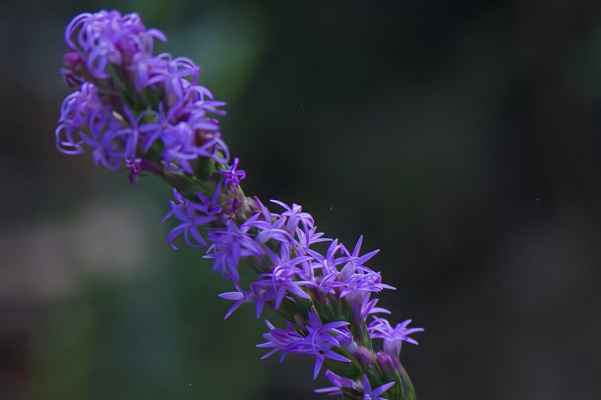 riverguy47's tweet image. The Liatris have started blooming.  the butterflies are happy.