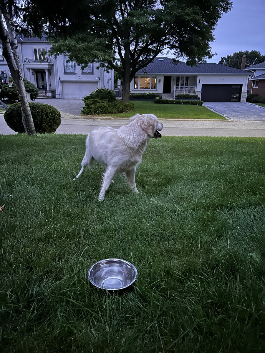 ChrisClarky's tweet photo. Have you lost this dog in the Thornhill Bayview Glen/Bayview Fairways area? #lostdog #thornhill https://t.co/ue6mF07Xvn