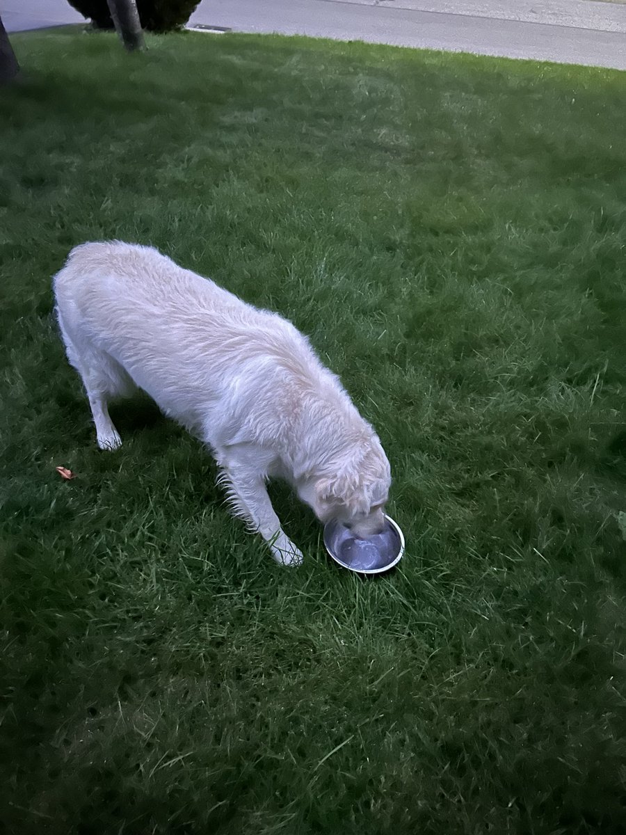 ChrisClarky's tweet photo. Have you lost this dog in the Thornhill Bayview Glen/Bayview Fairways area? #lostdog #thornhill https://t.co/ue6mF07Xvn