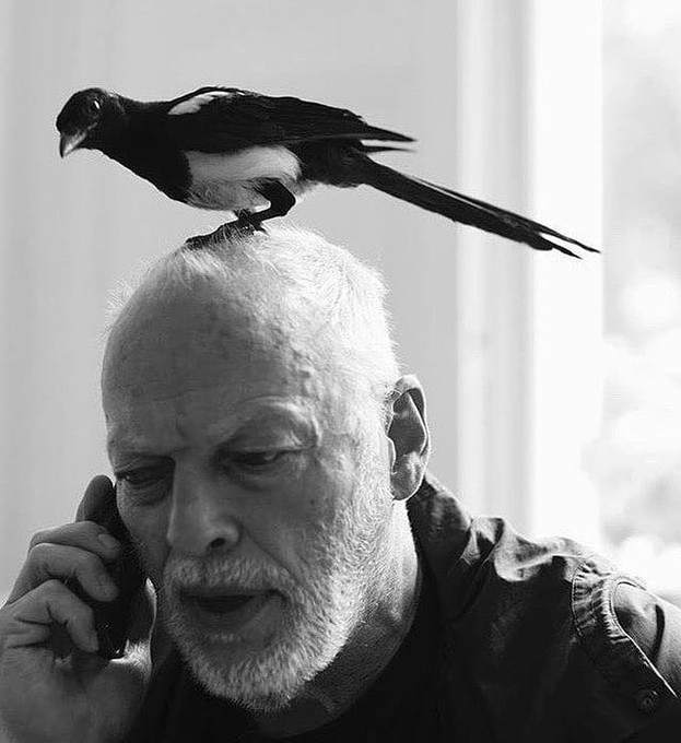 crockpics's tweet photo. David Gilmour https://t.co/WYYVfAZNhP