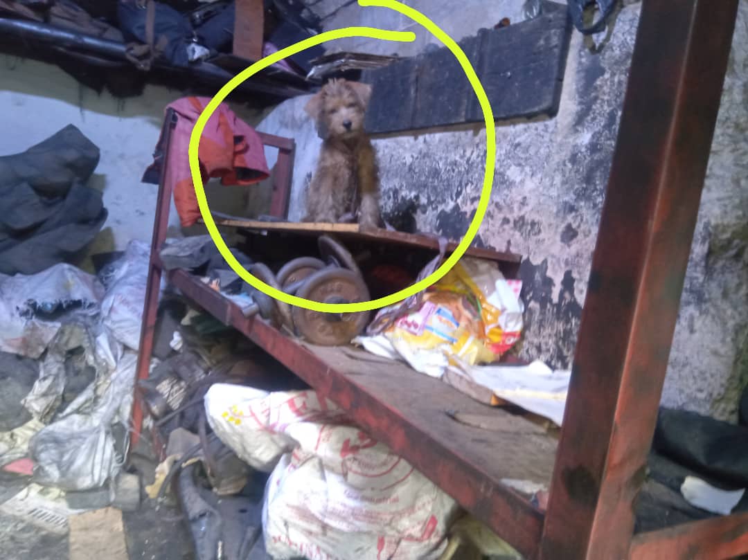 SOS CACHORRITA DOS MESES Y MEDIOS AMARRADA TALLER DE MECANICOS EN ADOPCION RESPONSABLE NECESITO UN HOGAR URGENTE  Wasap 8 am hasta 10 PM  ( 04241374635)  CARACAS <a href="/adopcionmascota/">Adopción de Mascotas</a> <a href="/asoc_vpla/">VoluntariosxAnimales</a> <a href="/AyudaPerroGatos/">Ayudando a perros y gatos CCS</a> <a href="/guapacanina/">#####</a> <a href="/PerritosVzla/">@perritosdevenezuela</a> <a href="/PerroUsuario/">PerroUsuario Wof '•'</a>