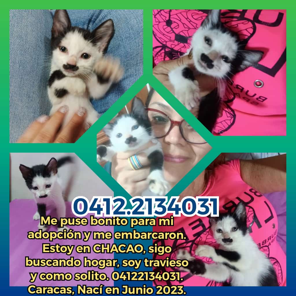 Me puse bonito para mi adopción y me embarcaron. Estoy en CHACAO, sigo buscando hogar, soy travieso y como solito. 04122134031. Caracas. Tengo 2 meses. Mi proteccionista cubre mi esterilización <a href="/adopcionmascota/">Adopción de Mascotas</a> <a href="/asoc_vpla/">VoluntariosxAnimales</a> <a href="/AyudaPerroGatos/">Ayudando a perros y gatos CCS</a> <a href="/PerroUsuario/">PerroUsuario Wof '•'</a> <a href="/guapacanina/">#####</a>