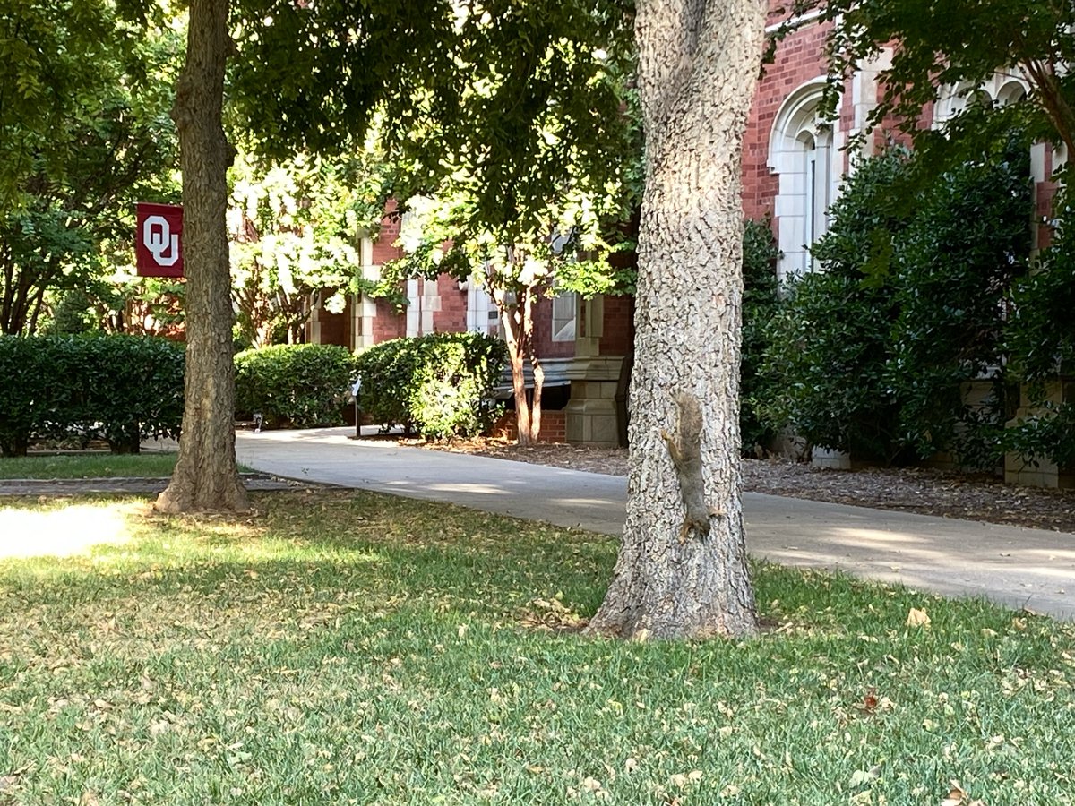 PalmeriJoAnn's tweet photo. Squirrel trying to stay out of the way of people on OUr increasingly busy campus #BackToSchool #OULibraries #LibrariesFromTheOutside https://t.co/a9uqAl6hTa
