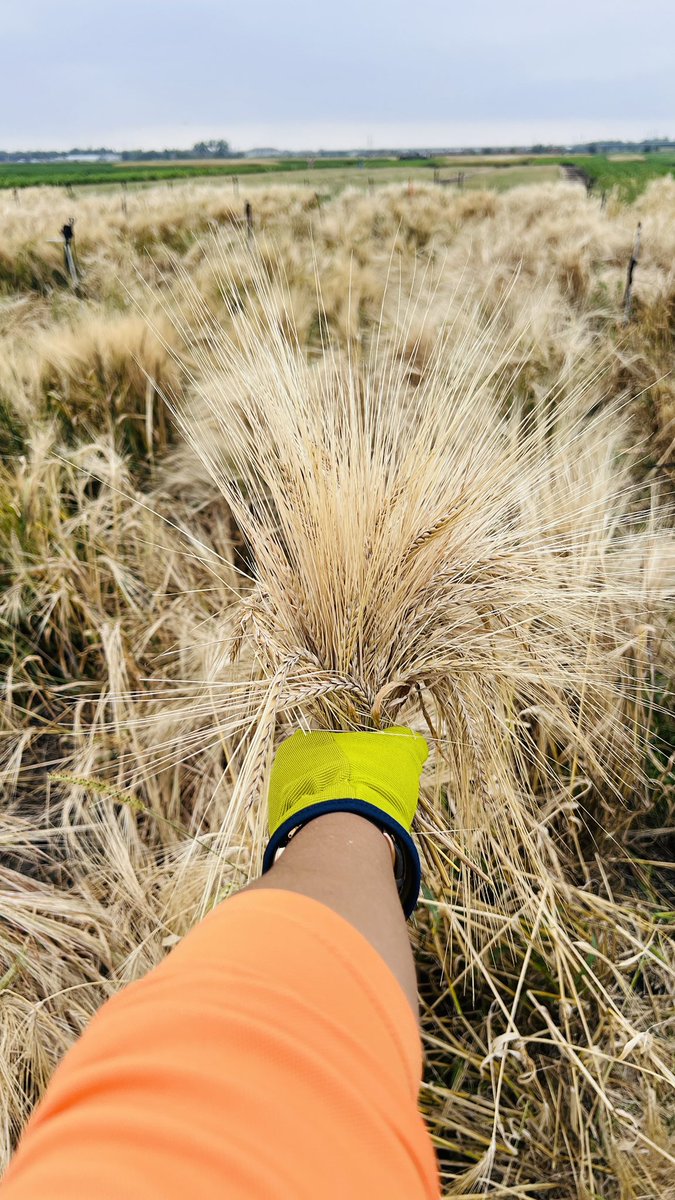 Gotta love the enthusiasm harvesting #barley! <a href="/JoanAsmilesUP/">Joan Acaso</a> <a href="/GlenroseB/">Glenrose B.</a> <a href="/abrahamhangs/">HANGAMAISHO Abraham</a> <a href="/BarleyPathology/">Thomas Baldwin</a> always looking forward to that barley bouquet every year!