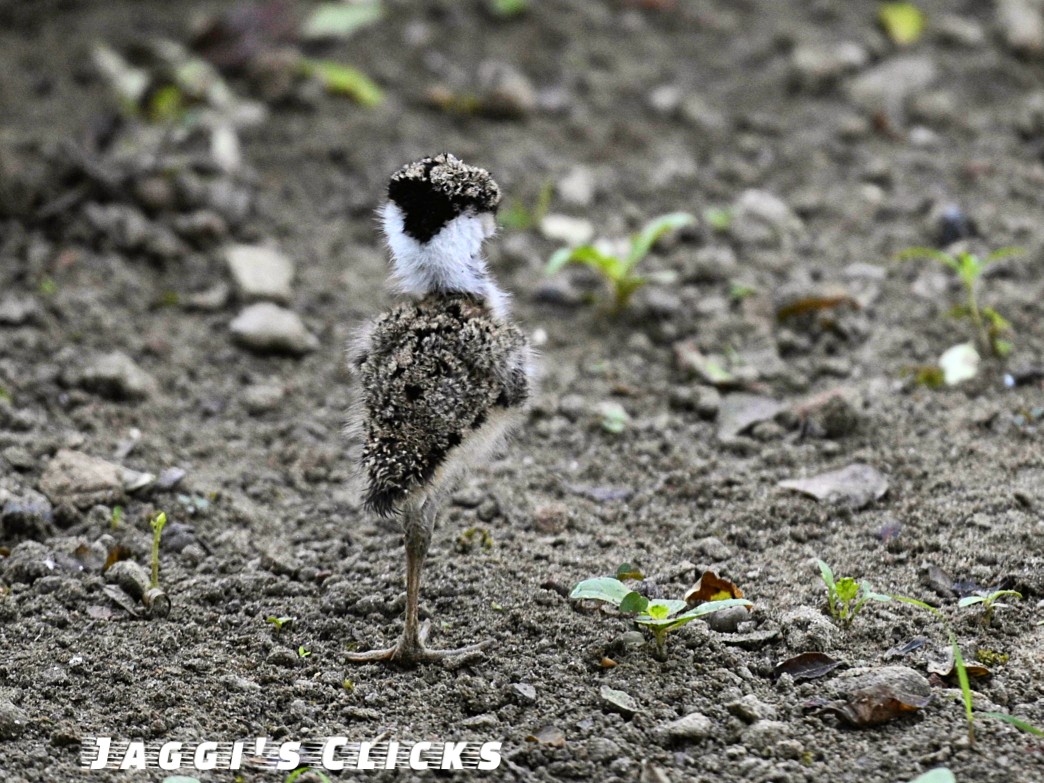 Jagdeep Singh tweet media