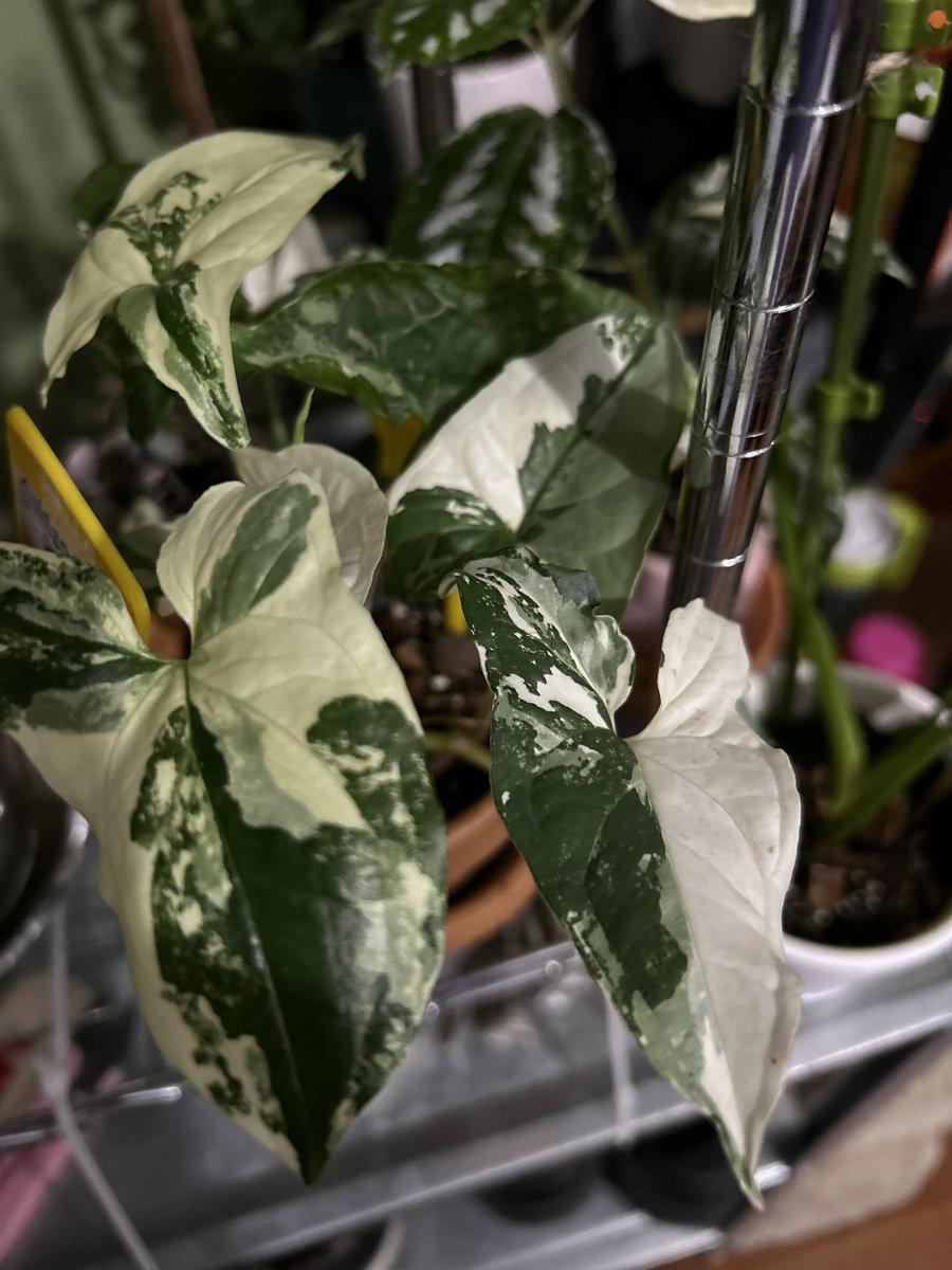 kries's tweet photo. syngonium albo update, giving me a new leaf every week :) https://t.co/1yLmFR20ux