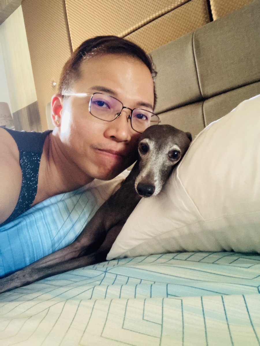 Jrjoez69's tweet photo. Beautiful 🤩 Tara #italiangreyhound https://t.co/Gt8mXEDjXt