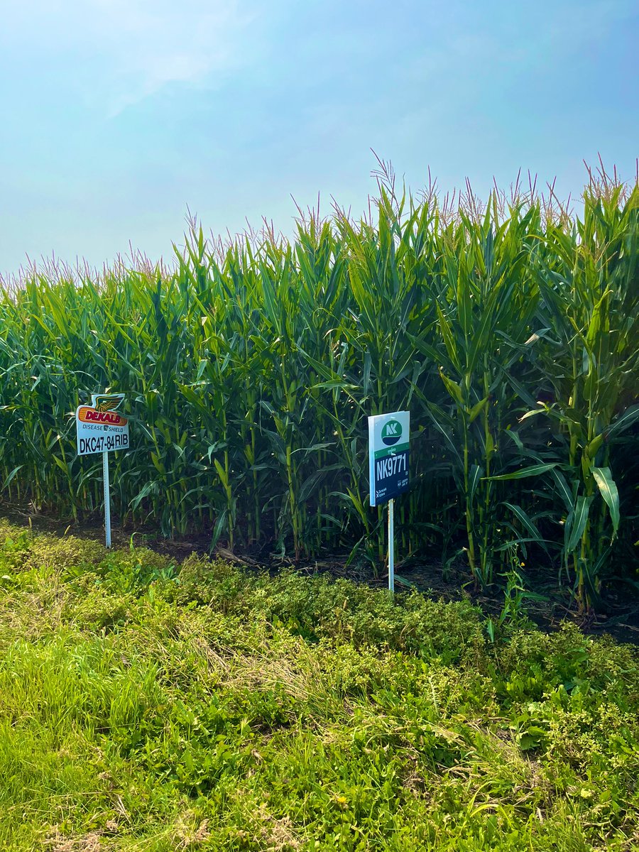 NKSD_SouthernMN's tweet image. 📍 Bath Agtegra regional plot

NK9771-DV is proving to be a great fit in our diverse South Dakota environment🌽

We are looking forward to seeing how these two stack up against each other when the combines get rolling this fall! 

#SuccessMatters #PlacedToPerform