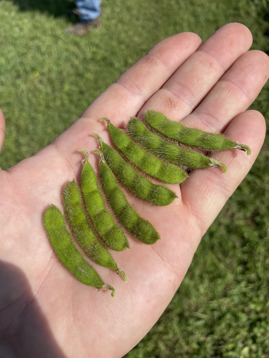 Our new Enlist line 29E49 was looking HOT In Nebraska this week!  🔥⁦<a href="/ProHarvestSeeds/">ProHarvest Seeds Inc</a>⁩