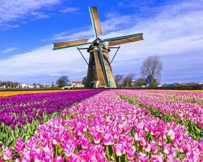 HaikuDarling's tweet photo. An escape to old times 
When life and love were simpler 
Windmills and tulips 

#haiku #windmill #love #micropoetry #vss365 

image from amsterdam experiences. https://t.co/7bZGntlqx9