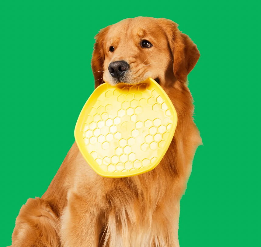 HaikuDarling's tweet photo. A flat chewed yellow dish 
lived through all the happy memories
of a golden retriever pup. 

#vss365 #haiku #dish #PoemADay #poetrycommunity 

image by @ProjectHivePet https://t.co/FuTMR96dJl