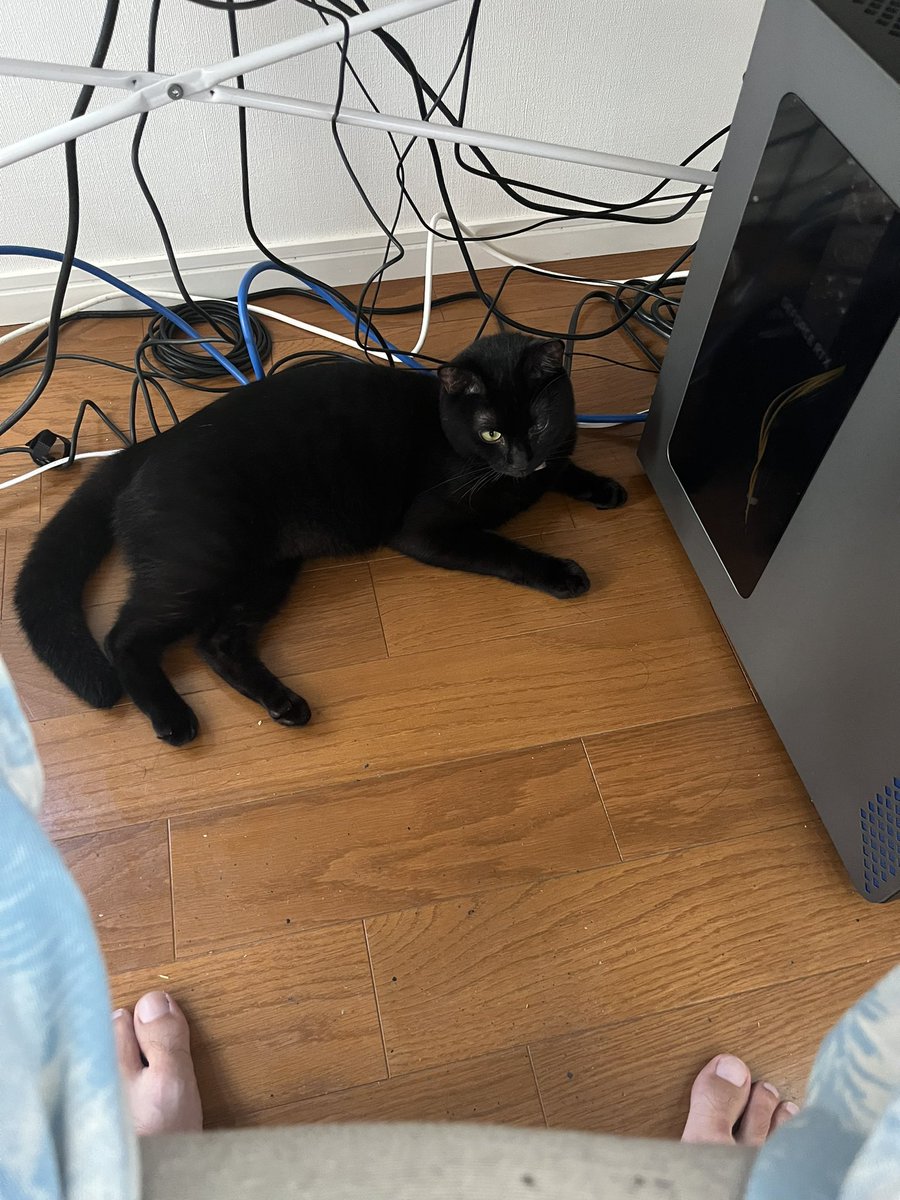 meeeeji83's tweet photo. いつの間にか足元にいてビックリする https://t.co/hfQqXRvSx0