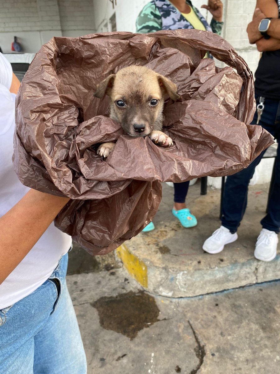 nana1gc's tweet photo. LO ABANDONARON EN EL CENTRO HOY Y A DURAS PENAS TENDRÁ UN MES💔💔 era imposible no recibirlo, algunos carros ya lo estaban casi que pisando. Solo necesitamos reunir 235.000 de sus exámenes, yo lo tendré mientras crece un poquito más😢 porfi cualquier aporte es recibido con amor🙏🏻 https://t.co/1zpMhTZHoO