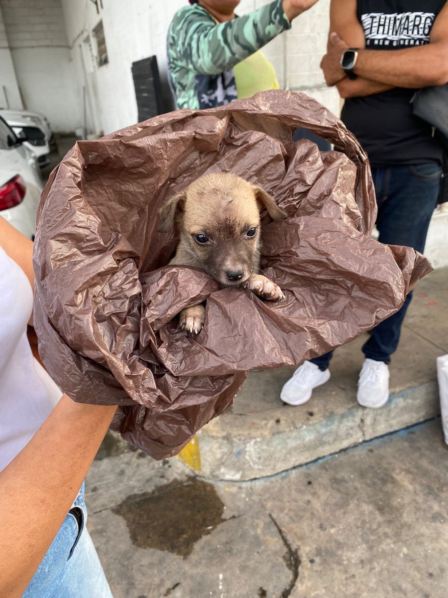 nana1gc's tweet photo. LO ABANDONARON EN EL CENTRO HOY Y A DURAS PENAS TENDRÁ UN MES💔💔 era imposible no recibirlo, algunos carros ya lo estaban casi que pisando. Solo necesitamos reunir 235.000 de sus exámenes, yo lo tendré mientras crece un poquito más😢 porfi cualquier aporte es recibido con amor🙏🏻 https://t.co/1zpMhTZHoO