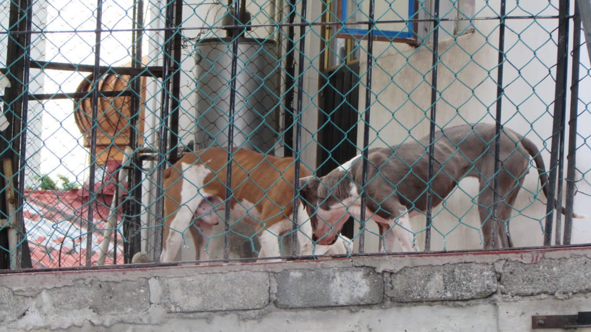 Ximevale101's tweet photo. @rbarriosfuentes @VictoriaAnimal Misma situación en @IztacalcoAl no solucionan las autoridades tienen perros en condiciones muy malas y son golpeados sin alimentarse, sin agua en la azotea con lluvia y sol https://t.co/kGempGZjys