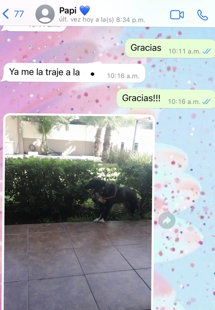 lorena_pm9's tweet photo. Deje a Molly en la casa y mi papá se la llevo y estuvo al pendiente de ella, hasta foto me mando 🥹 https://t.co/HSka01NiWX