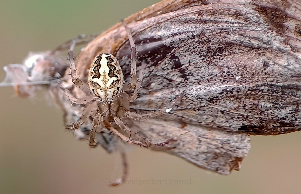 Woodpecker_cent's tweet photo. An orb weaver spider (neoscona sub sp) feasting on a Blue Pansy (Junonia orithya swinhoei) butterfly - for #spiderweek
@NinoxEdu 
#macrohour #macrophotography #naturephotography #insectthursday #aravallis #arachnids #spiders #entomology #natgeoyourshot #conservation #biodiversity https://t.co/YbzdehdzMC