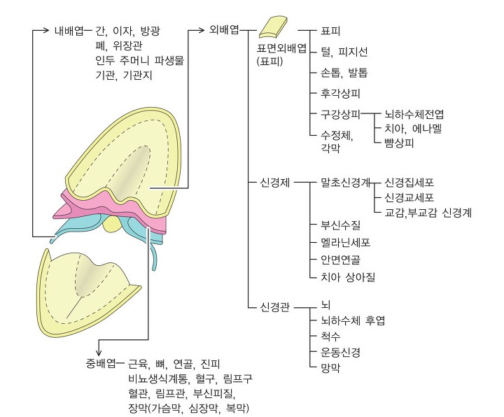 Drjames1177's tweet photo. 뇌는 피부입니다.  ( 중요한데 잊고 있음 )

많은 사람들이 뇌는 내장기관이라고 생각하는데  간이나 심장등 내부에서 만들어지는 기관과 달리 뇌는 피부처럼 바깥쪽에서 생겨납니다.   

엄마의 뱃속에서 아이가 점점 자라 외배엽이라는 가장 바깥쪽의 조직이 안쪽으로 밀려들면서 뇌와 척수가 만들어집니다. 

 즉 3세까지 아이아 스킨십은 뇌를 자극하는 것과 동일합니다.    이것은 여러 실험에서 증명 ( 고아원 아이 실험등 )  베이비 맛사지.  아빠 배는 놀이터,  무릎 위에서 말타기, 간지럼 놀이등...
