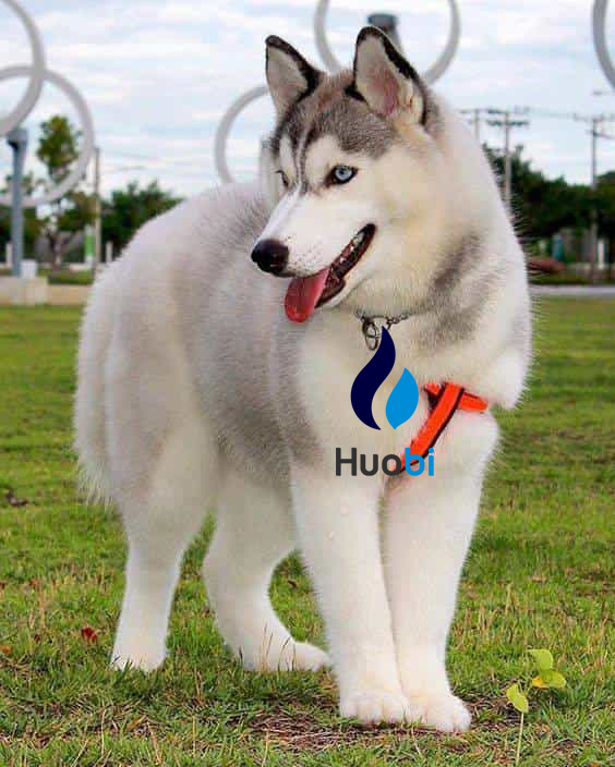 SuSu26743228's tweet photo. #HuobiDog @VivianMorris573 @arla_athy @CherishHailes https://t.co/GbMLQDgD6t