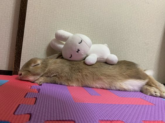 lovesickdoe's tweet photo. miffy and bunnies https://t.co/b5SPRoNis9