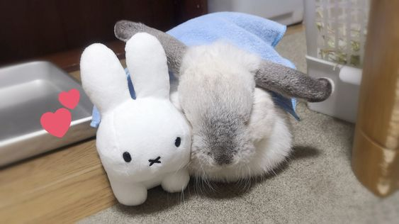 lovesickdoe's tweet photo. miffy and bunnies https://t.co/b5SPRoNis9