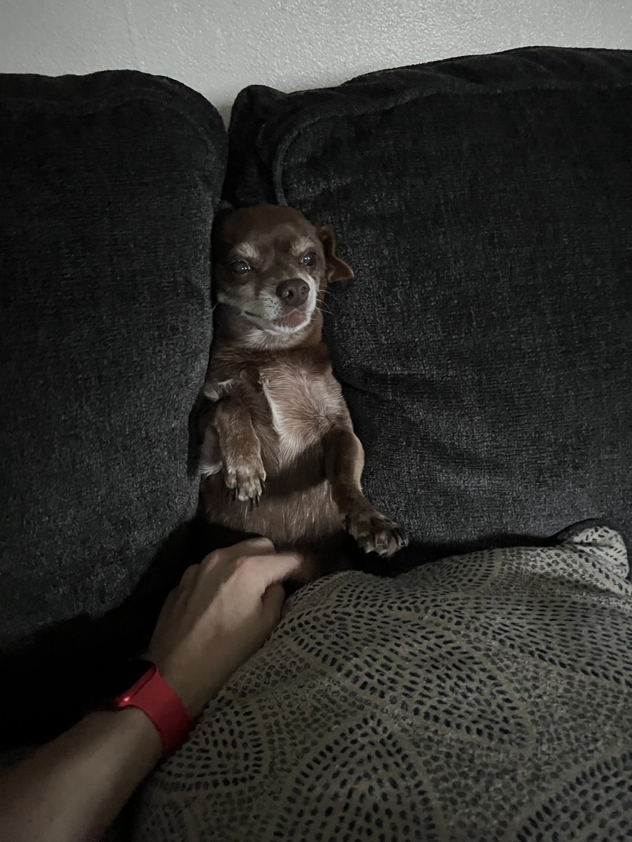 LetsGoGunpla's tweet photo. stuffing my dog between the couch cushions and cackling as he wiggles but then gives up and falls asleep https://t.co/pZ72zg0Yw9