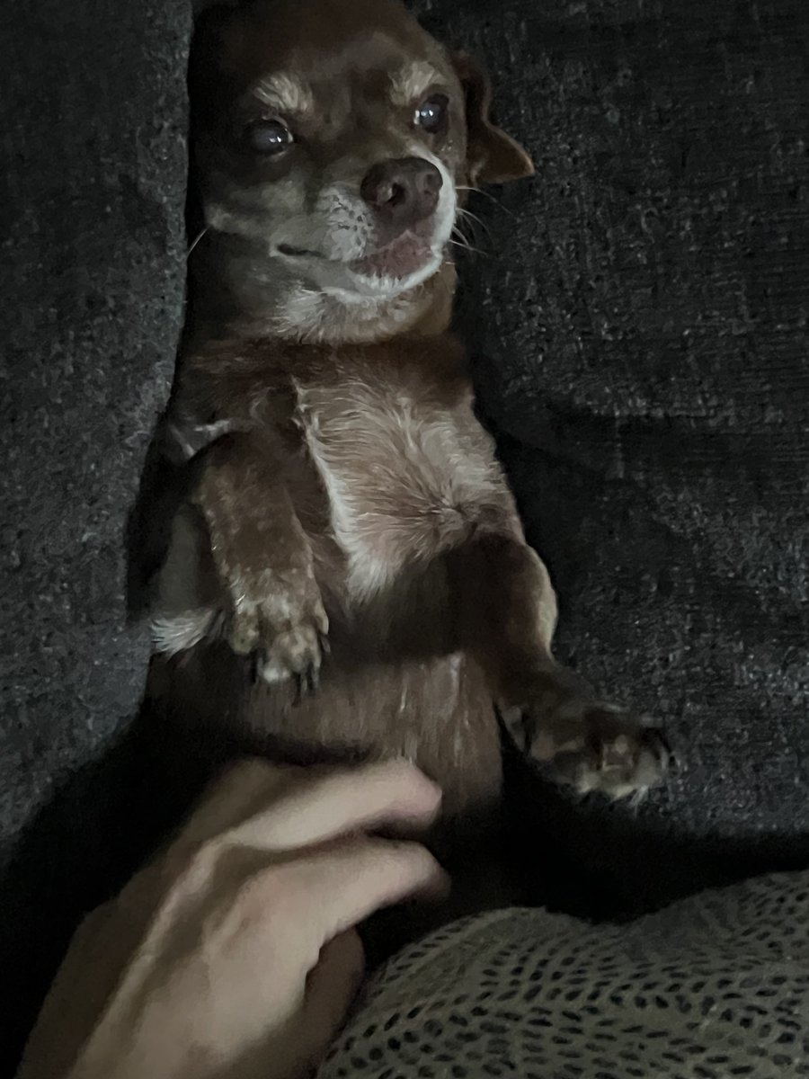 LetsGoGunpla's tweet photo. stuffing my dog between the couch cushions and cackling as he wiggles but then gives up and falls asleep https://t.co/pZ72zg0Yw9
