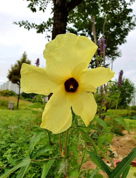 Our life is like these flowers, we have to go through wind and rain, thrive, and finally bloom the most beautiful self.