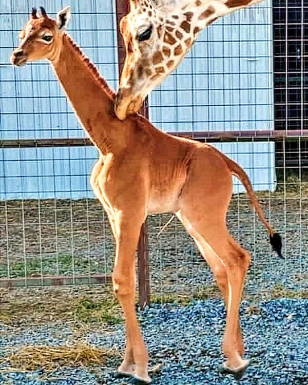 Video - #TennesseeZoo
Only One In The World 🌍
Baby #Giraffe🦒
Born - 27th July 23
With No Spots!
#Tennessee #USA

bbc.com/news/av/world-…