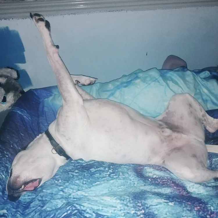DT_Leeds's tweet photo. 💛 It’s #ThrowbackThursday so let’s celebrate Dudley! 💛

5yrs ago this wonderful #Staffy cross was adopted. He needed training to help him with his worries but we succeeded and he's been living his best life ever since. ❤

#HapyEnding #RescueDog #SuccessStory #Leeds @DogsTrust https://t.co/90fV9u1xPf