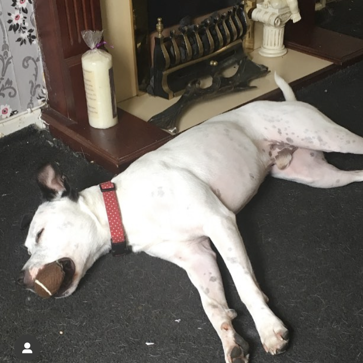 DT_Leeds's tweet photo. 💛 It’s #ThrowbackThursday so let’s celebrate Dudley! 💛

5yrs ago this wonderful #Staffy cross was adopted. He needed training to help him with his worries but we succeeded and he's been living his best life ever since. ❤

#HapyEnding #RescueDog #SuccessStory #Leeds @DogsTrust https://t.co/90fV9u1xPf