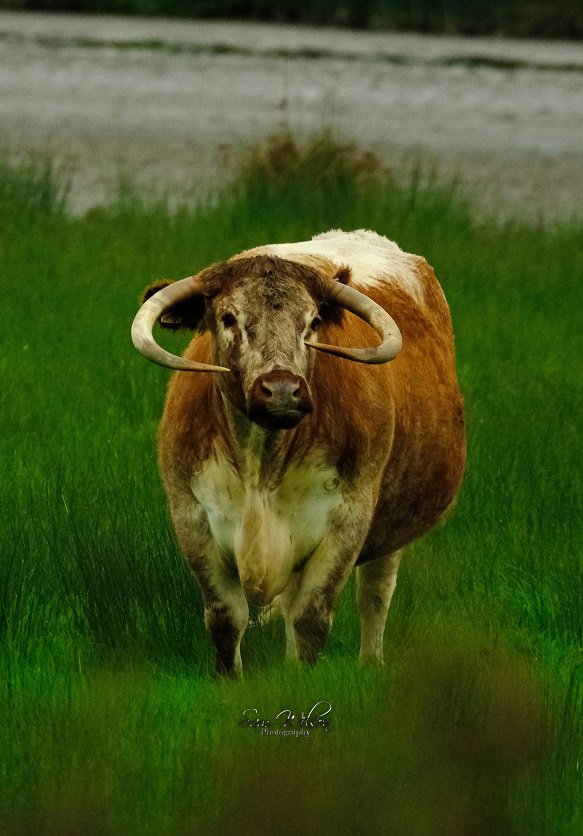 Longhorn at Slimbridge #cows #naturelovers #AnimalLovers