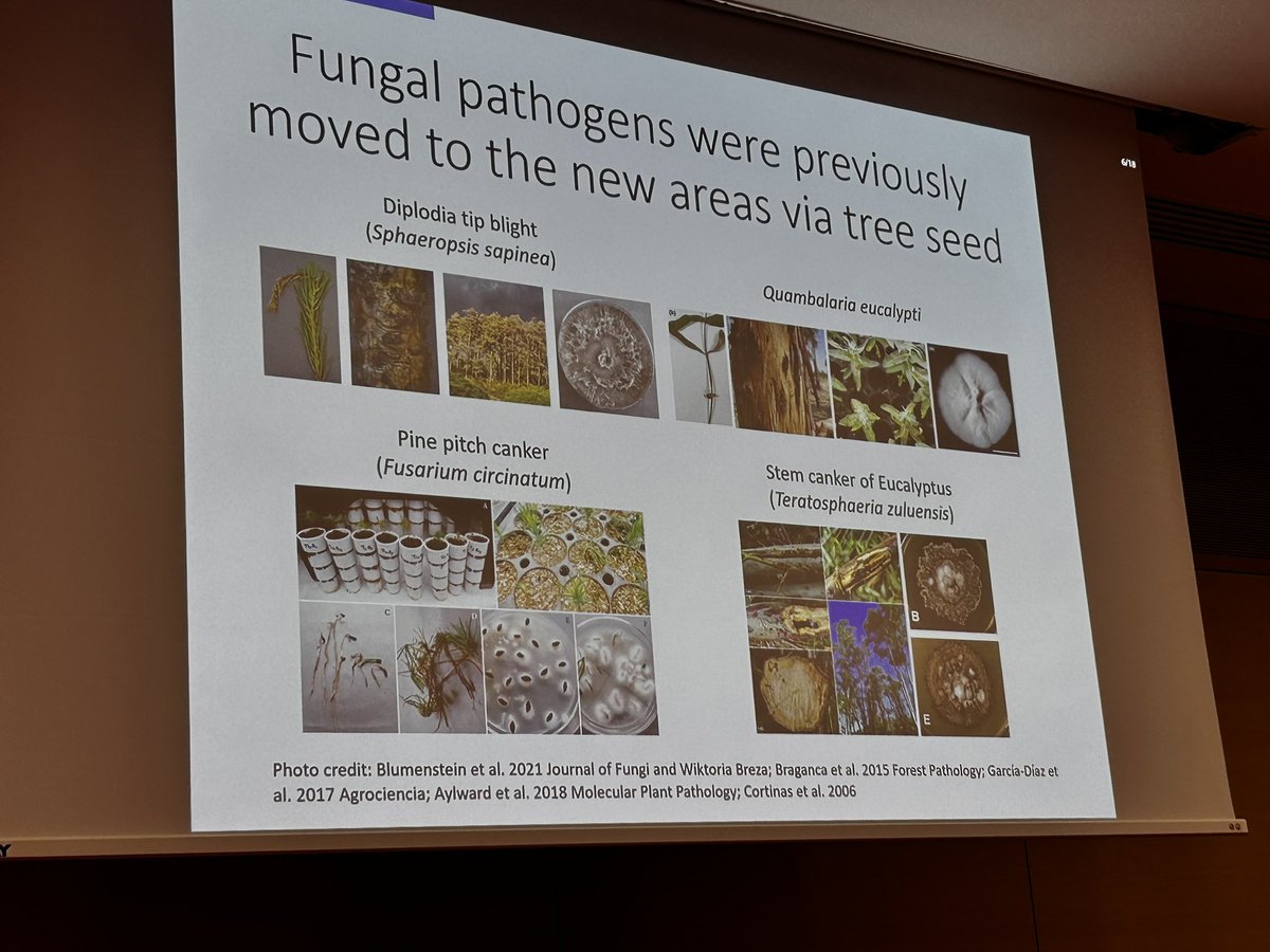 IsppSeed's tweet photo. #ISPP #Seed #Pathology #session at #ICPP2023 on #seed #microbiome: Iva #Franic #talk on #microbiome of #forest #seeds https://t.co/Nbpp1levQ7