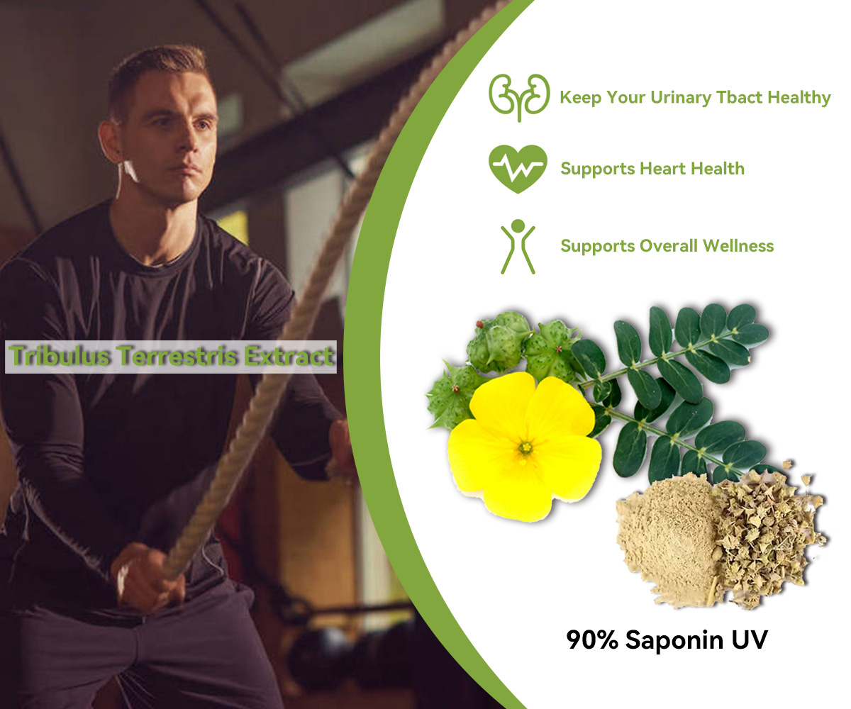 IngredientsSUPL's tweet image. European and US Spot #TribulusTerrestris Extract
Specification(1): Ratio Extract 4:1, 10:1, 20:1
Specification(2): Total Saponins 1%~98% by UV
Ingredient Booster for #energy , Vitality, Stamina &amp;amp; Performance.
ingredientssupply.com/product-Tribul…